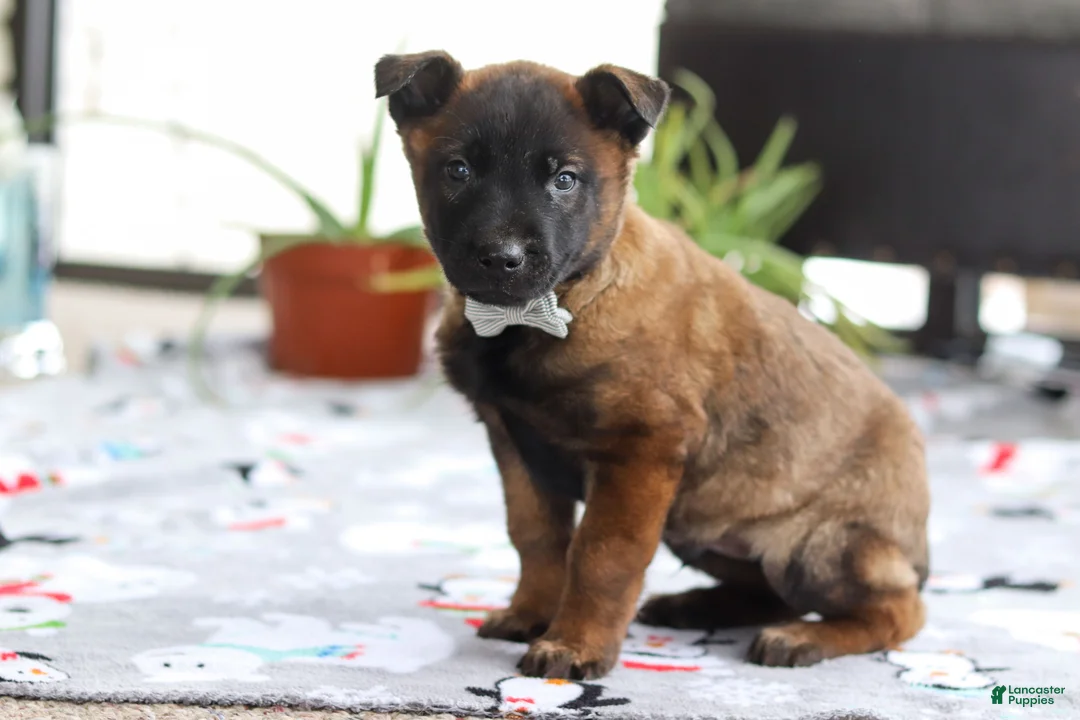 Belgian Malinois dogs for sale: Kaiden - Ad 3