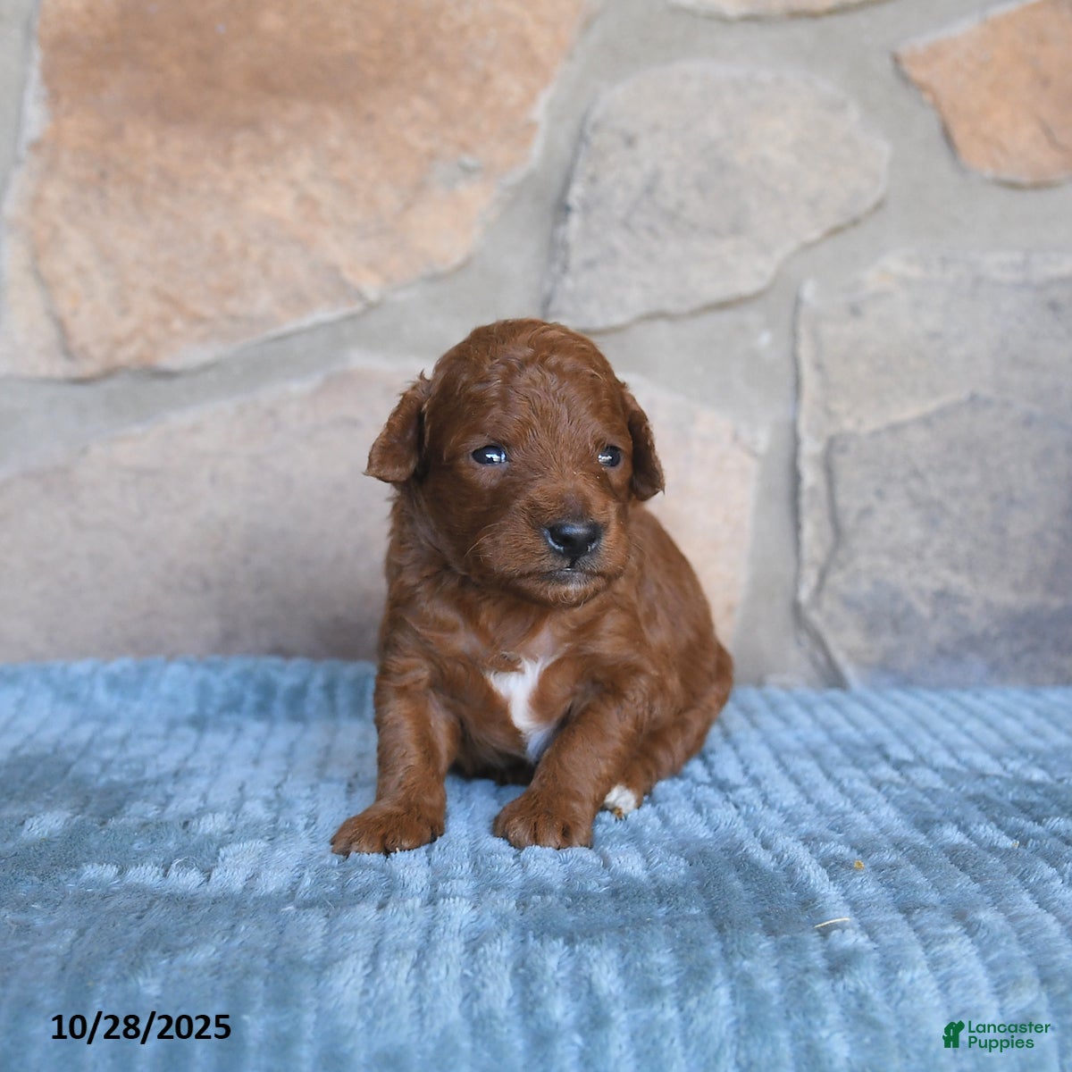 Mini Goldendoodle dogs Josie - Ad 16