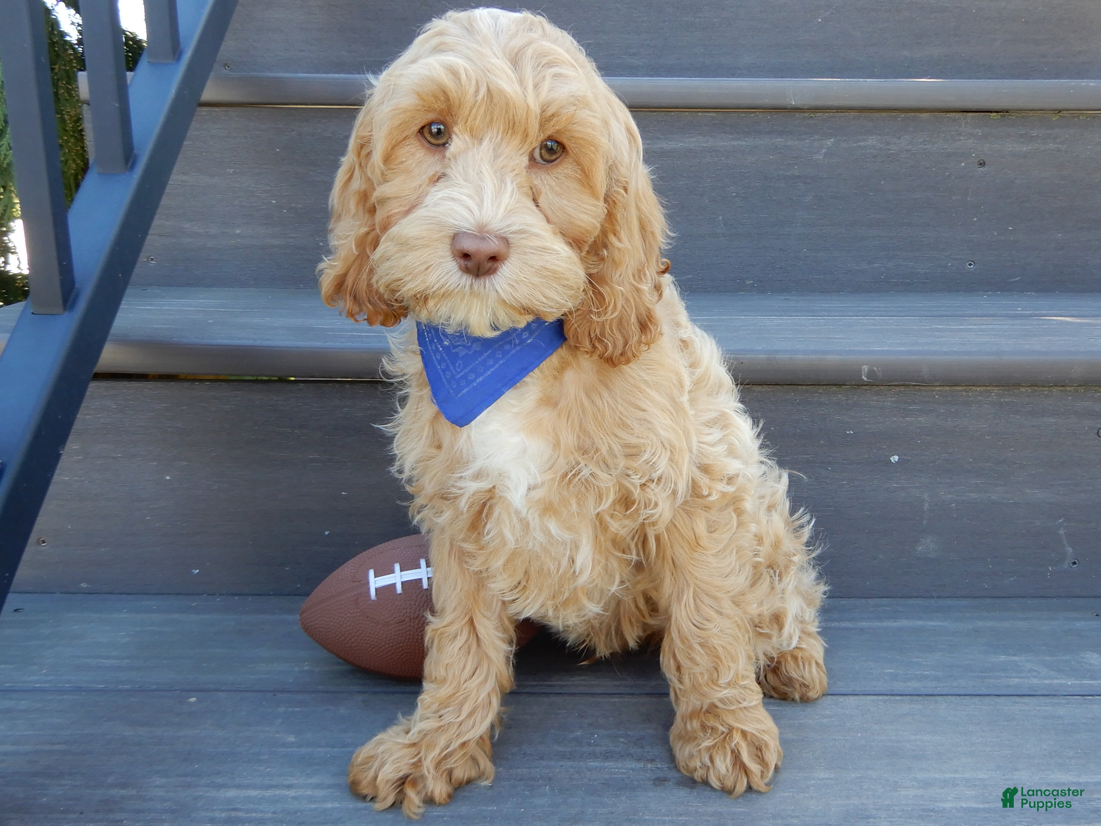 Cockapoo dogs Bingo - Ad 1