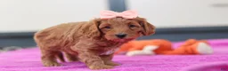 Cavapoo dogs for sale: Lexi - Ad 3