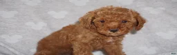 Miniature Poodle dogs for sale: GINA - Ad 4