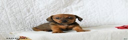 Miniature Dachshund dogs for sale: Coffee - Ad 3