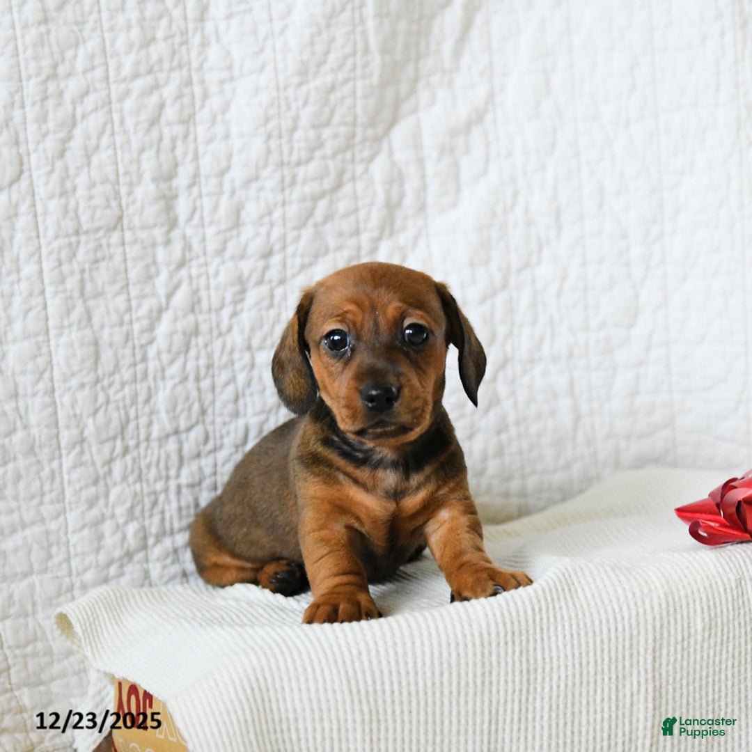 Miniature Dachshund dogs for sale: Coffee - Ad 3