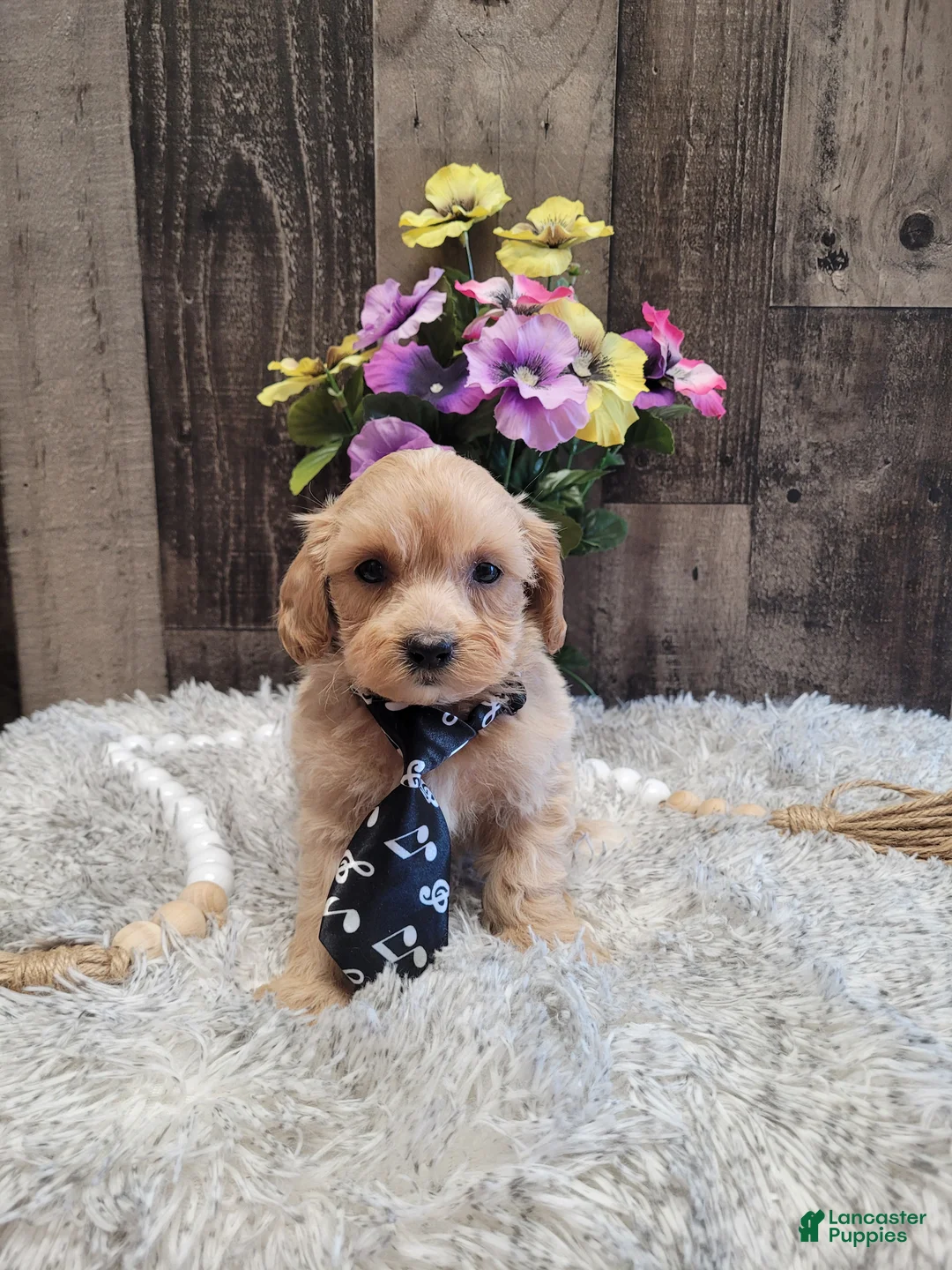 Mixed Breed dogs for sale: Harry - Ad 1