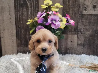 Mixed Breed dogs for sale: Harry - Ad 1