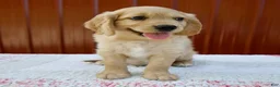 Miniature Golden Retriever dogs for sale: Gus - Ad 4