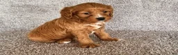 Cavapoo dogs for sale: Lincoln - Ad 4