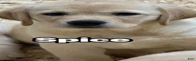 Labrador Retriever 4