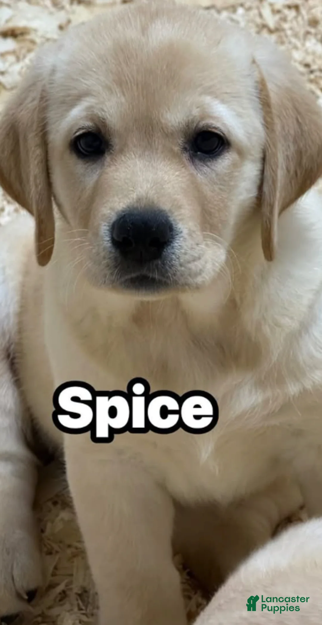 Labrador Retriever dogs for sale: Labrador Retriever 4 - Ad 1