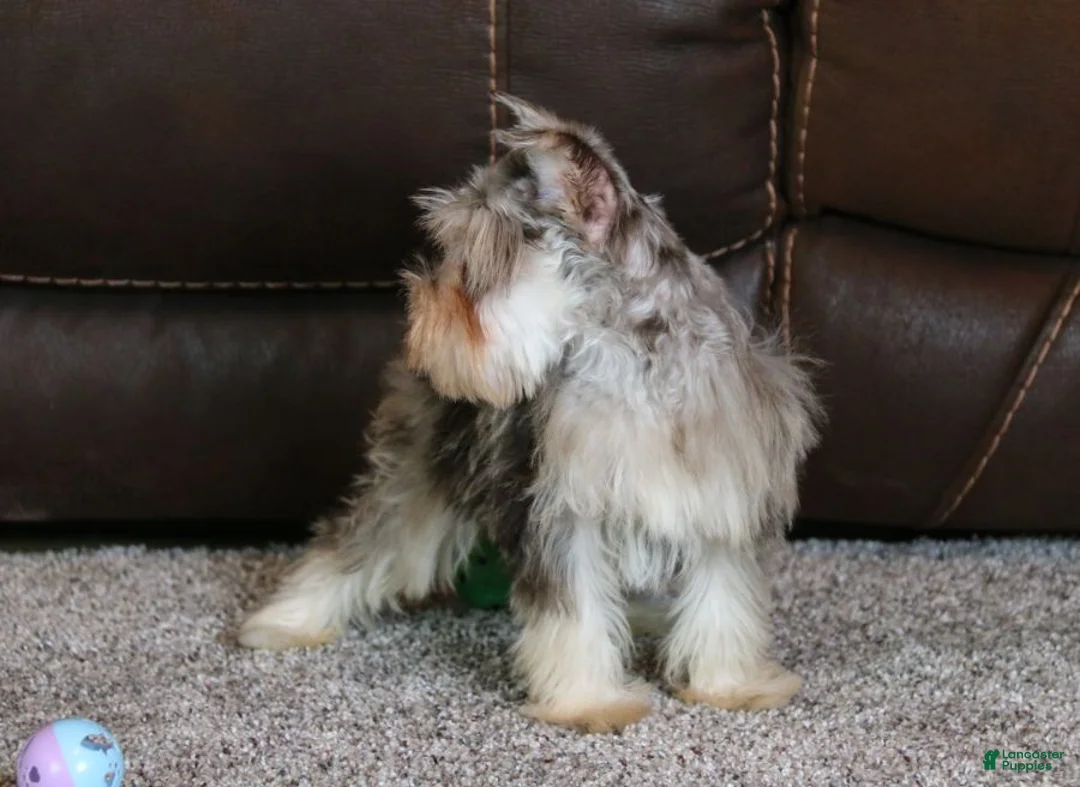 Miniature Schnauzer dogs for sale: Axel - Ad 3