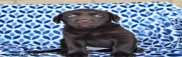 Labrador Retriever dogs for sale: Callie - Ad 1