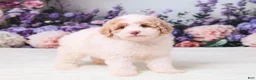 Mini Goldendoodle dogs for sale: Calvin - Ad 3