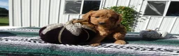 Mini Goldendoodle dogs for sale: Mini Goldendoodle 3 Lolo - Ad 2