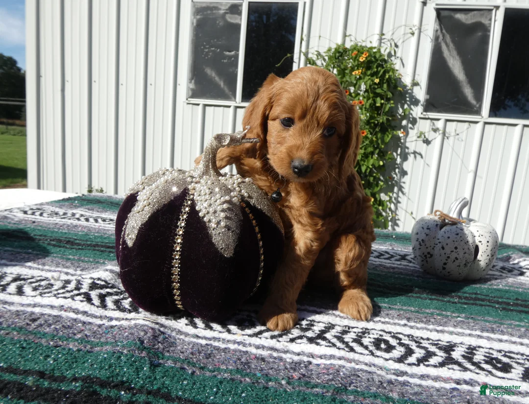 Mini Goldendoodle dogs for sale: Mini Goldendoodle 3 Lolo - Ad 2