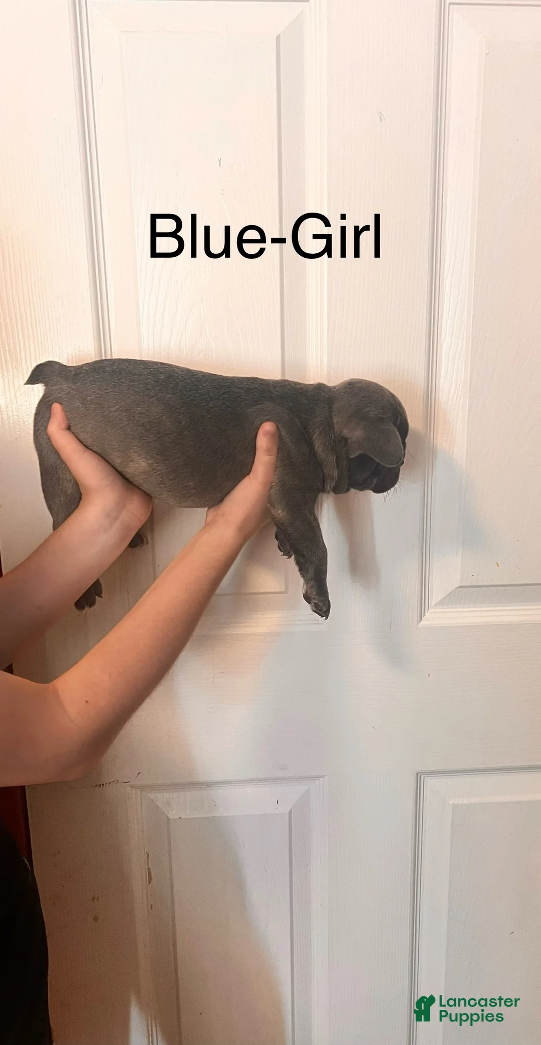 French Bulldog dogs for sale: French Bulldog 3 - Ad 2
