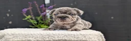 French Bulldog dogs for sale: Ziggy - Ad 9