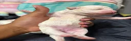 Mixed Breed dogs for sale: Mixed Breed  - Ad 3