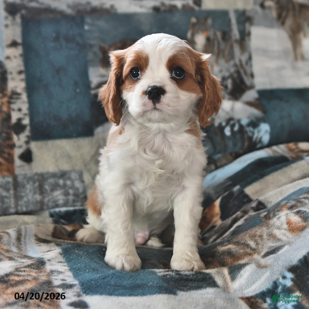 Cavalier King Charles Spaniel dogs for sale: Hero - Ad 2