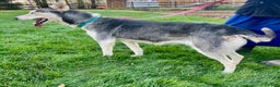 Siberian Husky dogs for sale: Fia - Ad 7