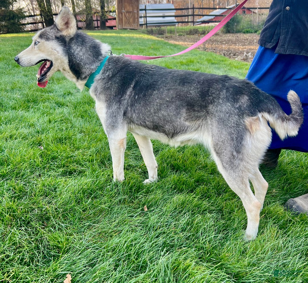 Siberian Husky dogs for sale: Fia - Ad 7