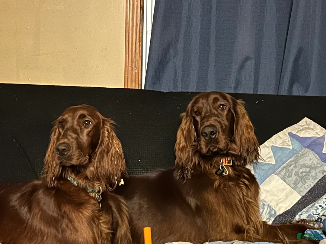 Irish Setter dogs for sale: Irish Setter female purple collar  - Ad 7