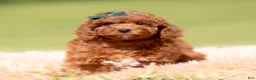 Toy Poodle dogs for sale: Muffin AKC - Ad 4