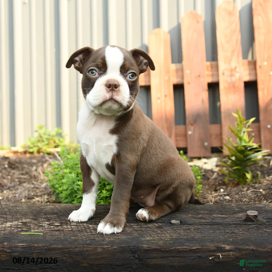 Boston Terrier dogs for sale: Vienese - Ad 1