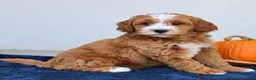Mini Goldendoodle dogs for sale: Max  - Ad 2