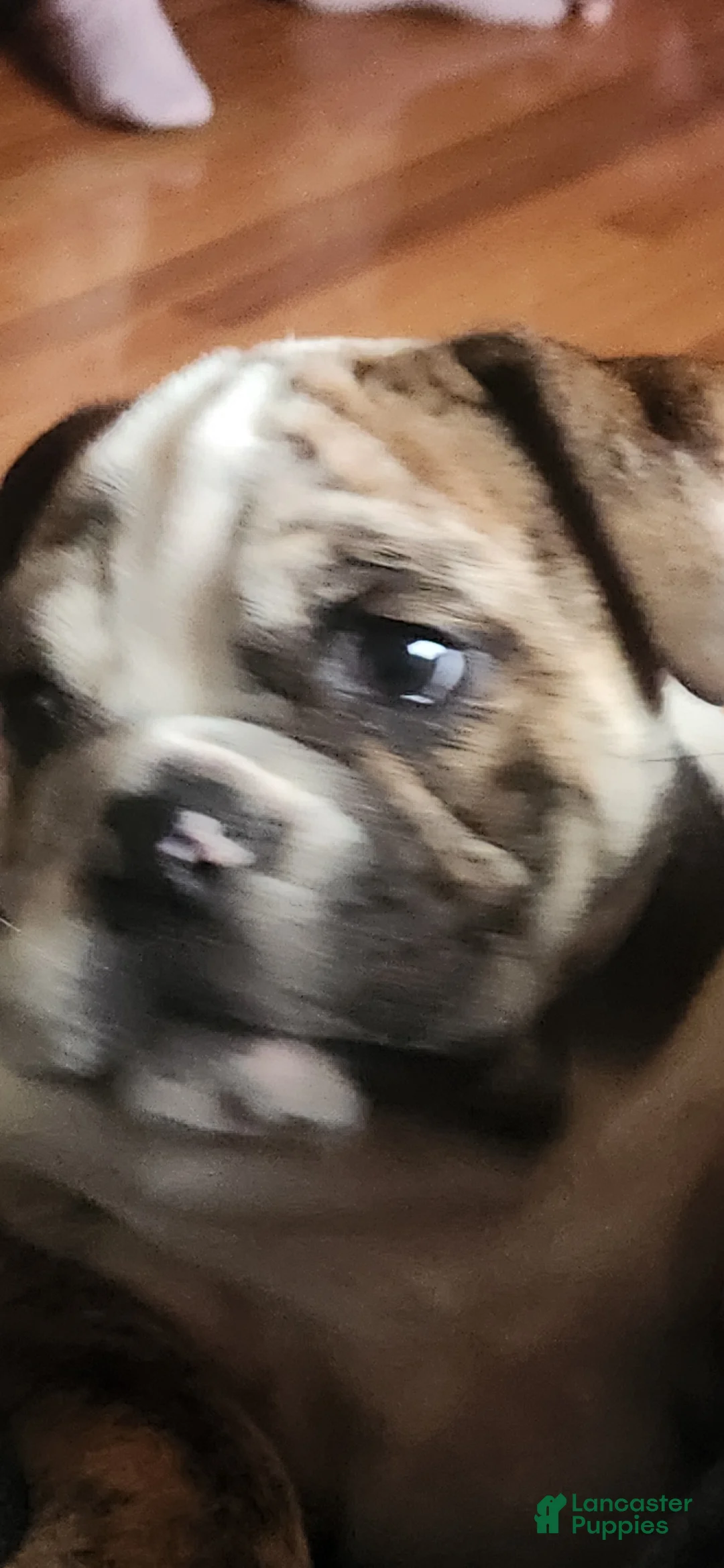 English Bulldog dogs for sale: English Bulldog Puppy - Ad 14