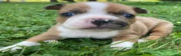 Frenchton dogs for sale: Reese - Ad 5