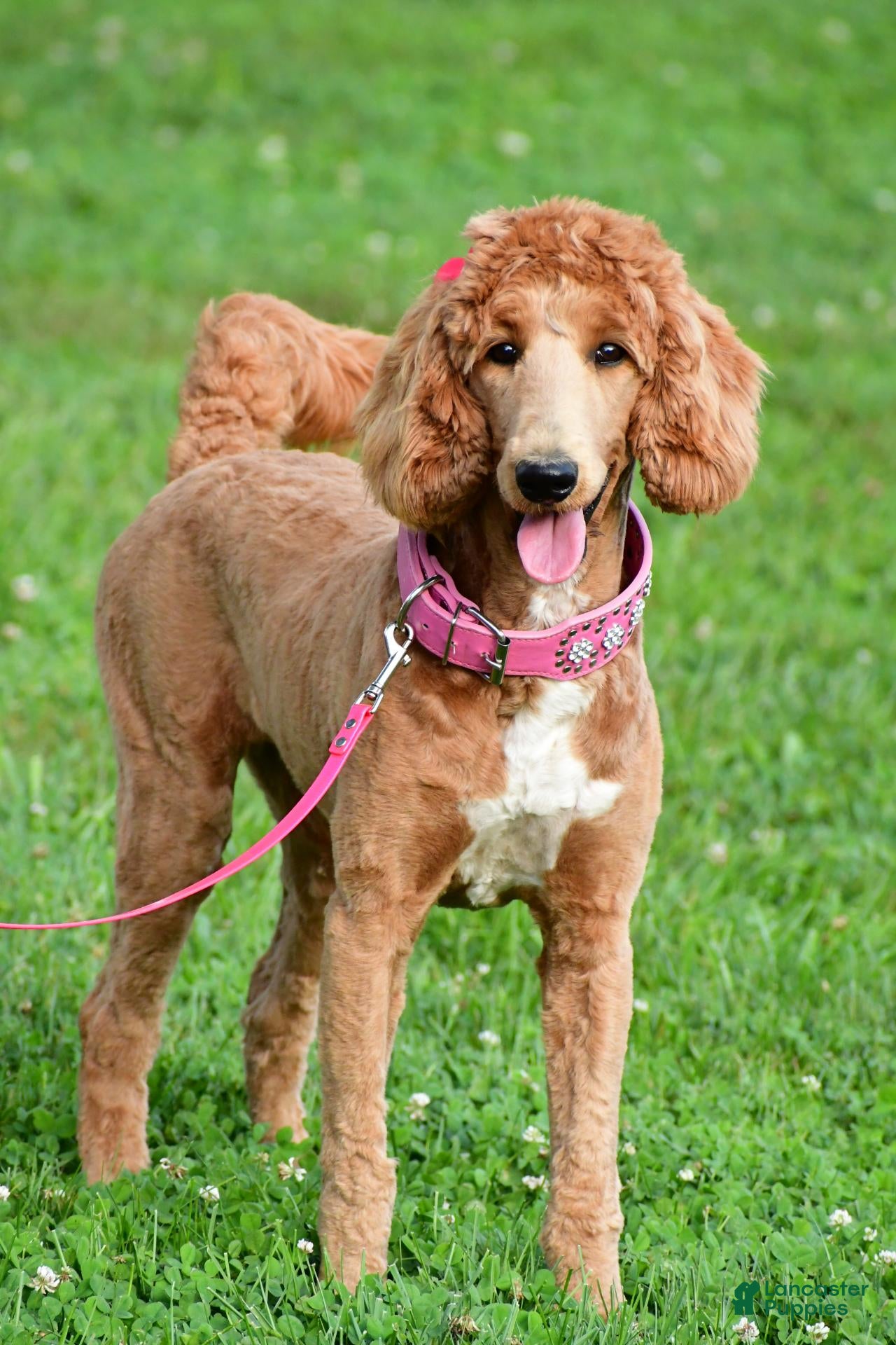 Standard Poodle dogs Lucy - Ad 1