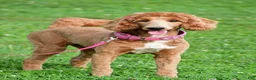 Standard Poodle dogs for sale: Lucy - Ad 1