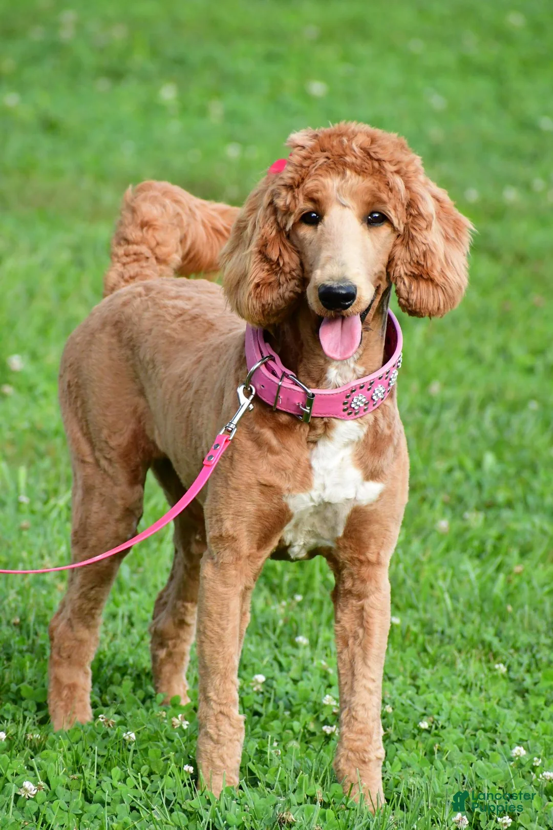 Standard Poodle dogs for sale: Lucy - Ad 1