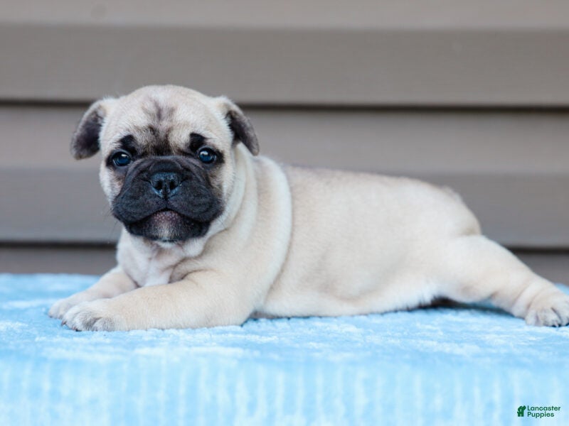 French Bulldog dogs Miracle - Ad 2