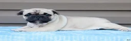 French Bulldog dogs for sale: Miracle - Ad 2