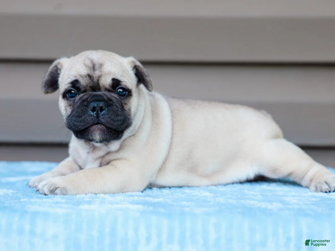 French Bulldog dogs for sale: Miracle - Ad 2