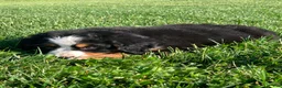 Bernese Mountain Dog dogs for sale: Fern - Ad 3