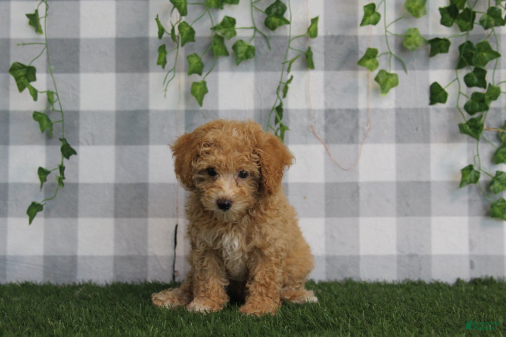 Miniature Poodle dogs Oakley - Ad 2