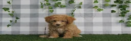 Miniature Poodle dogs for sale: Oakley - Ad 2