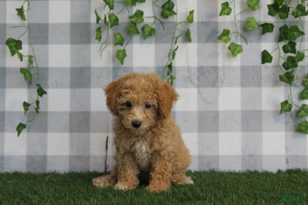 Miniature Poodle dogs for sale: Oakley - Ad 2