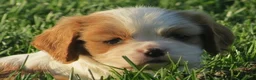 Cavalier King Charles Spaniel dogs for sale: Latte - Ad 9
