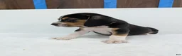Beagle dogs for sale: Ruffles - Ad 6
