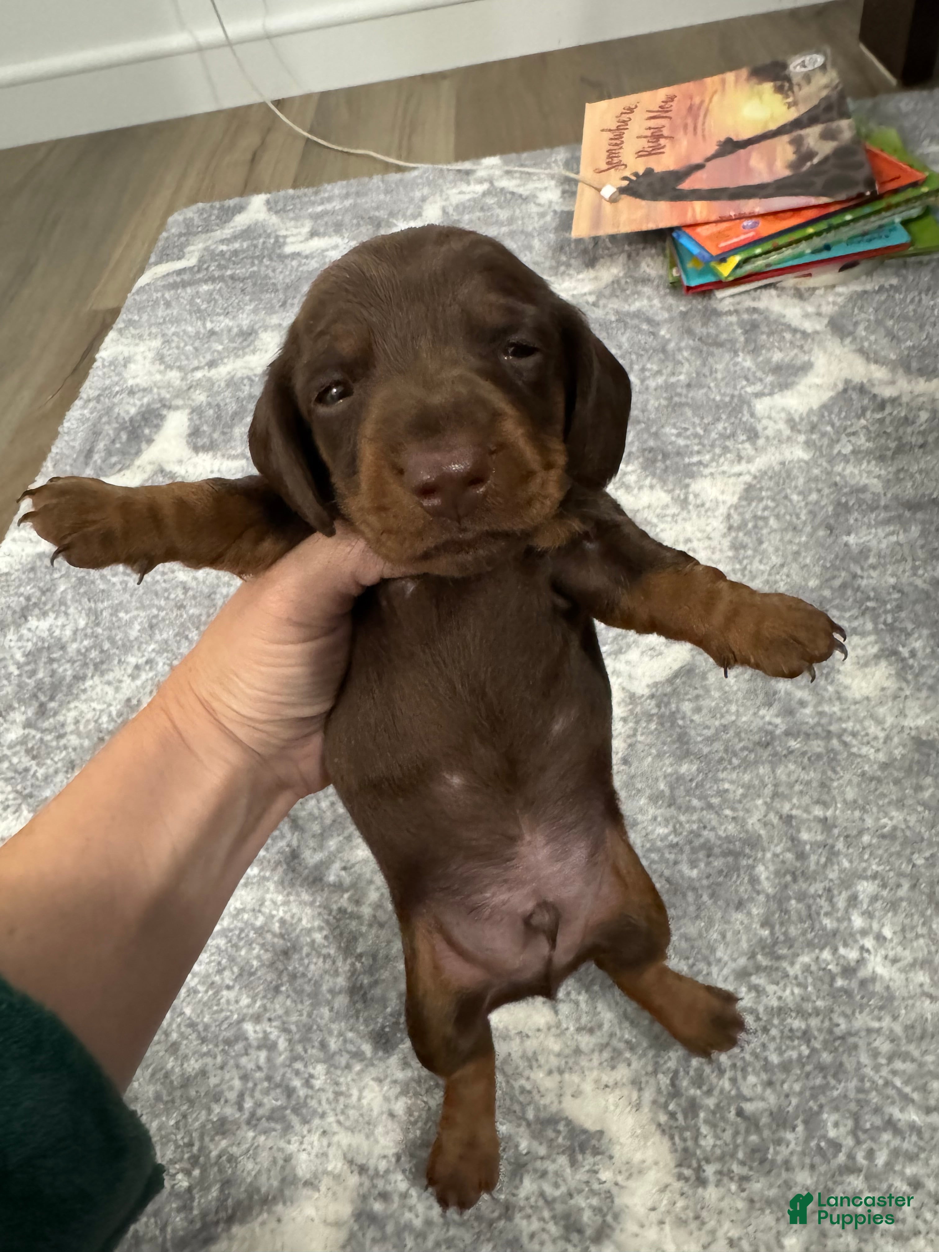 Miniature Dachshund dogs Miniature Dachshund 2 - Ad 1