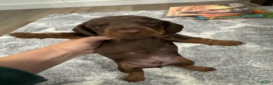 Miniature Dachshund 2