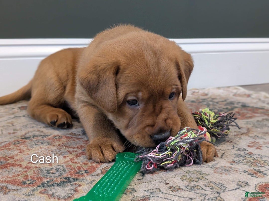 Labrador Retriever dogs for sale: Cash - Ad 2