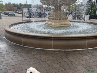 Mini Goldendoodle dogs - Ad 6