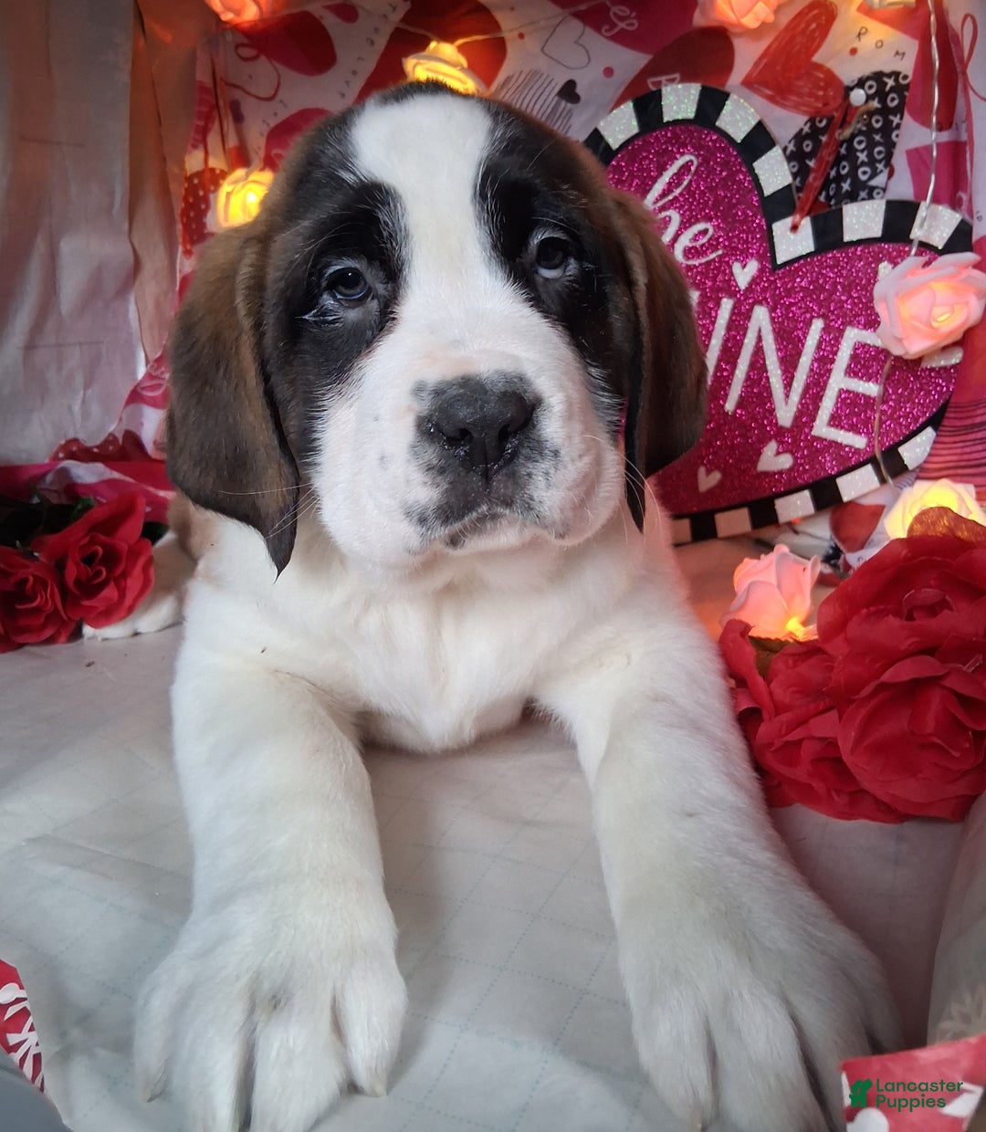 Saint Bernard dogs for sale: Margaret Shorthair - Ad 1
