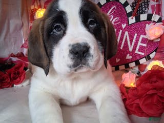 Saint Bernard dogs Margaret Shorthair - Ad 22