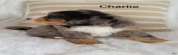Bernedoodle dogs for sale: Bernedoodle Puppy 4 - Ad 3