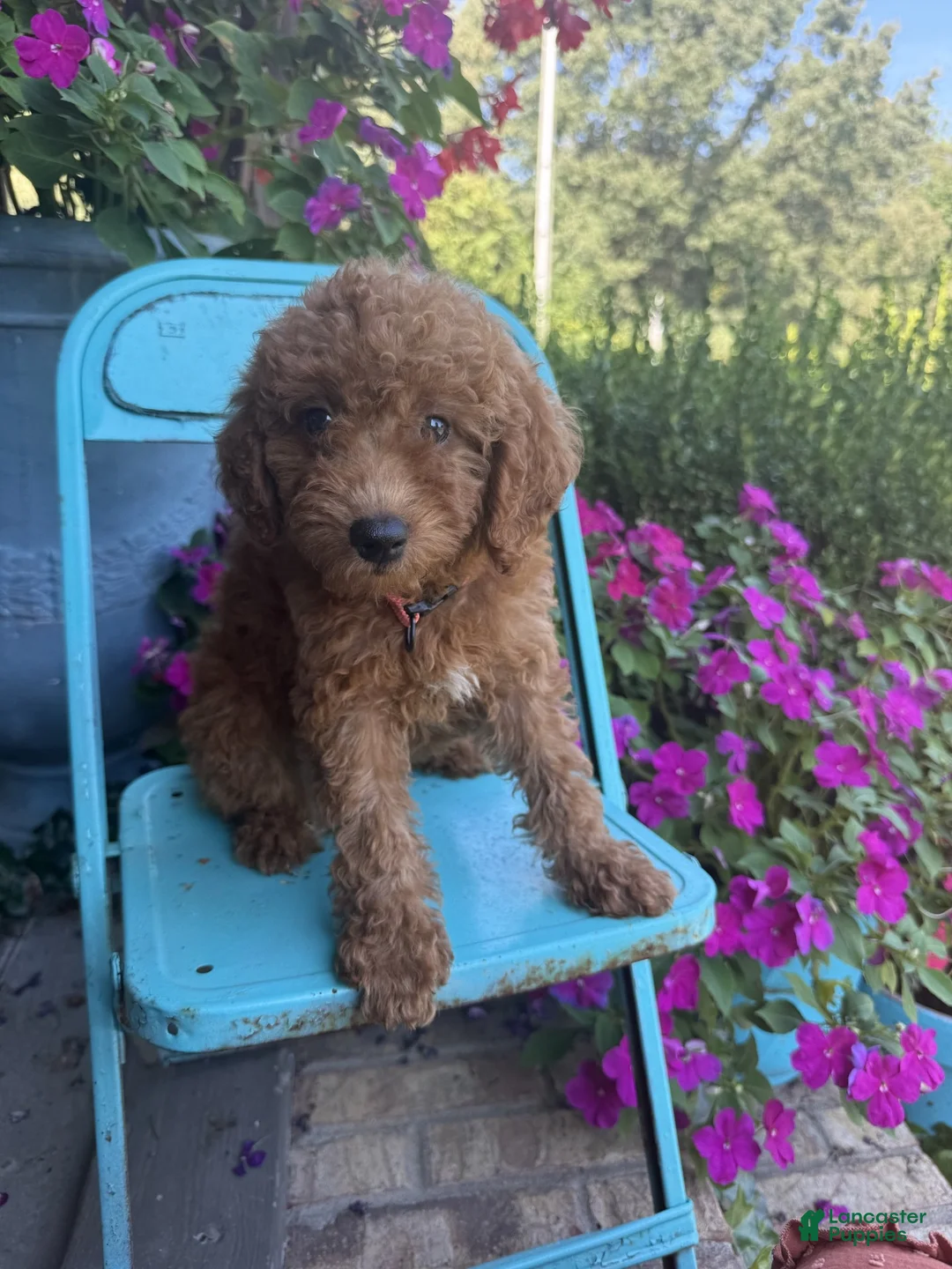 Miniature Labradoodle dogs for sale: Callie - Ad 1